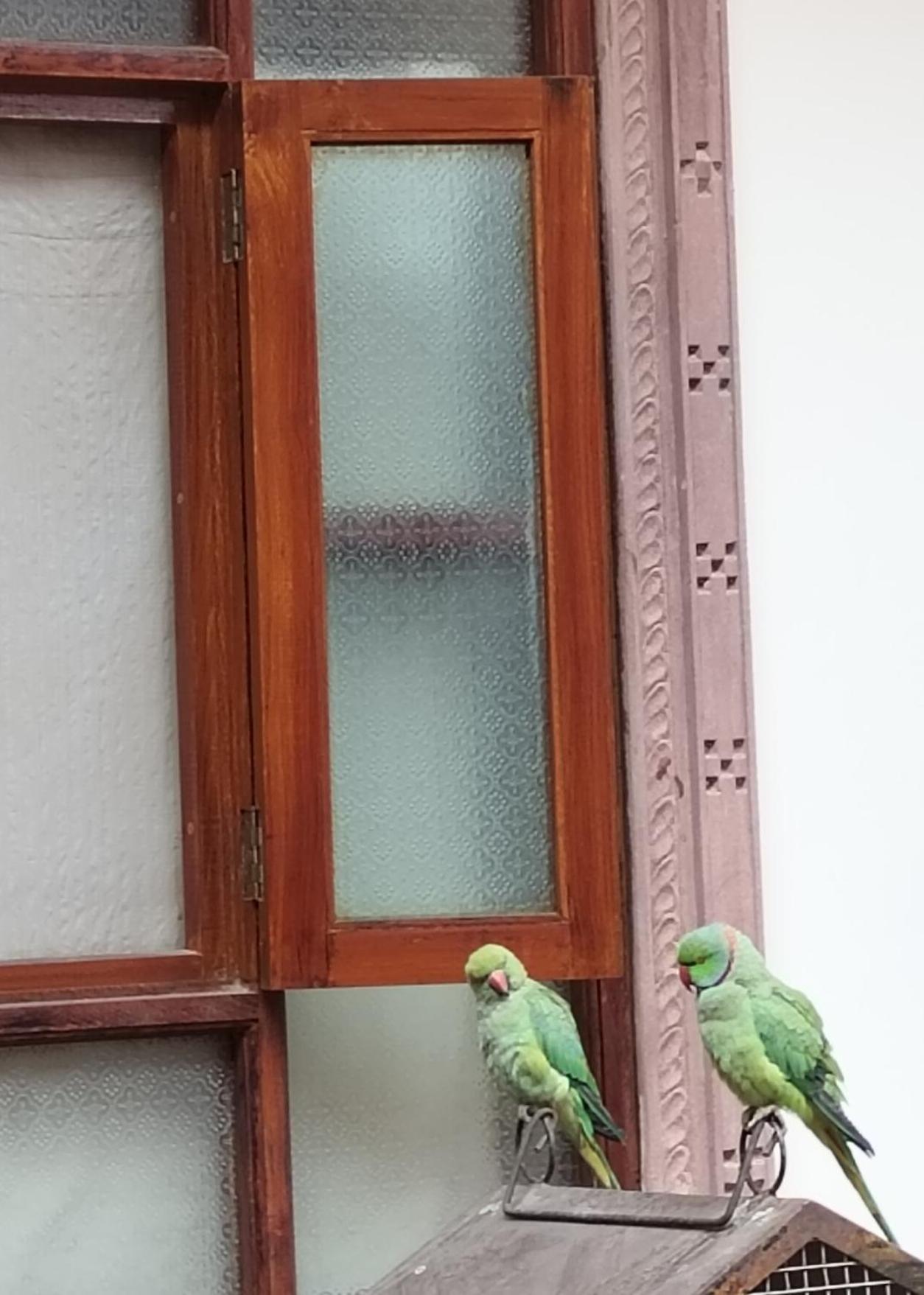 Rigmor haveli Hotel Jodhpur  Eksteriør billede